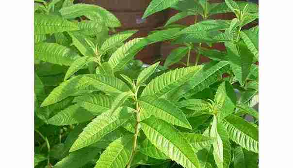 verveine citronnelle fraiche