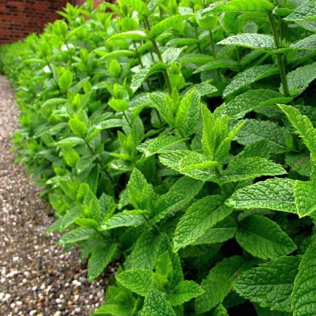 menthe sauvage fraiche