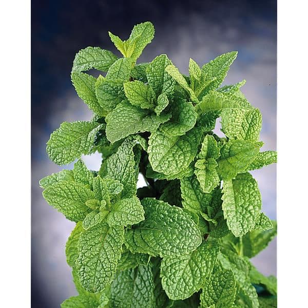 menthe poivrée fraiche